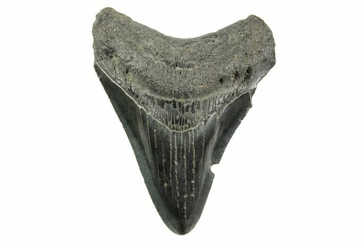 Fossil Megalodon Tooth - South Carolina #365779